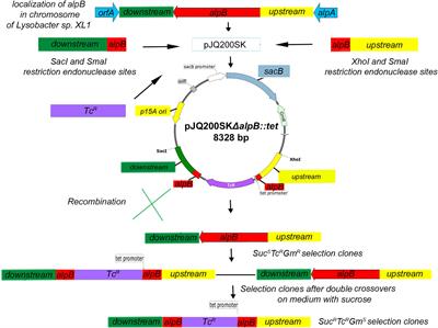 Deletion of alpB Gene Influences Outer Membrane Vesicles Biogenesis of Lysobacter sp. XL1